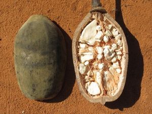512px-Baobab_-_fruit_(8750413322)